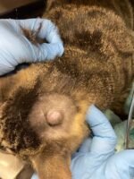 Sebaceous cyst (blocked oil ducts)
