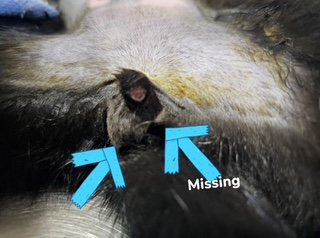 cryptorchid cat, teste retrieved from abdomen