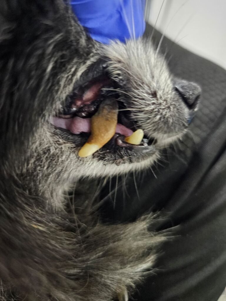 Rotten tooth eating at skull bone