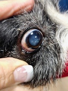 Eye growth