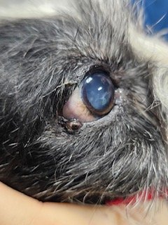 Eye growth