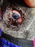 Growths on eyes 