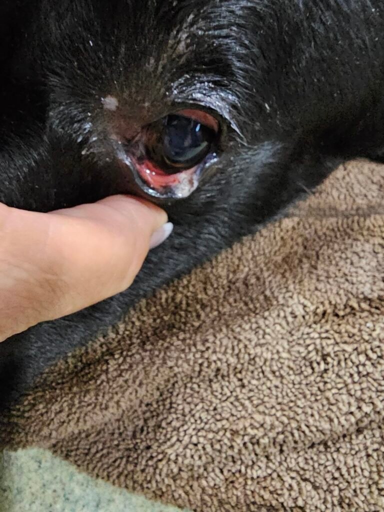 Growths on eyes 