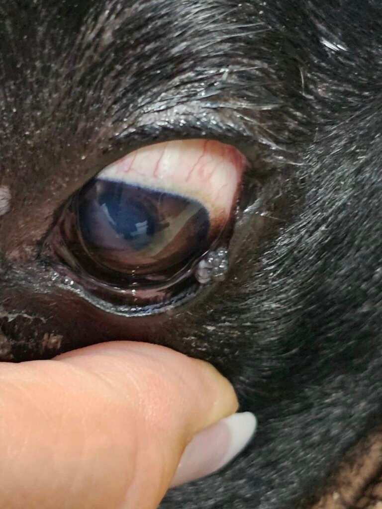 Growths on eyes 