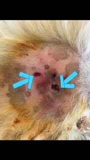 Hemangioma