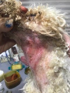 Hot-spot-found-on-neck-of-dog