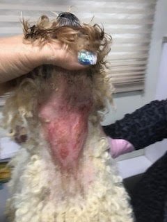 Hot-spot-found-on-neck-of-dog