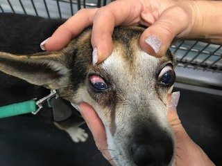 Eye on dog scratched 

