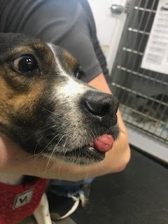 Tumor-wrapped-around-lower-jaw & teeth