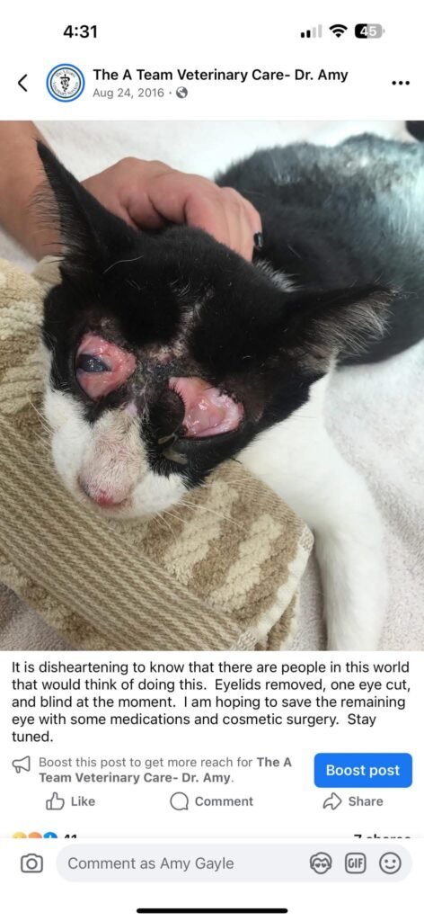 Kitty's eyelid removed