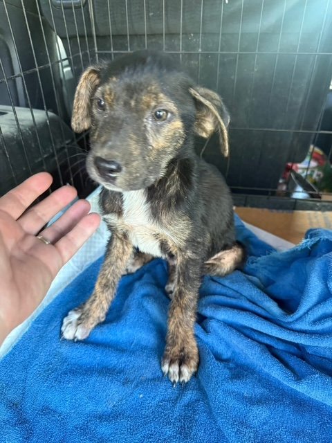 Puppy found and needs a foster